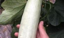 免费吃网红瓜的视频大全,一网打尽热门视频大全